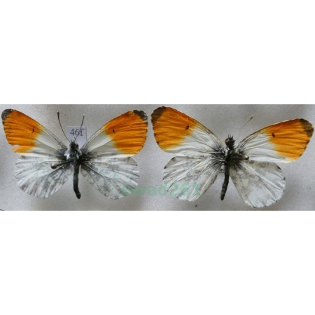 Anthocharis cardamines (Linnaeus, 1758) 2xmale Zorzynek rzeżuchowiec Czech46f